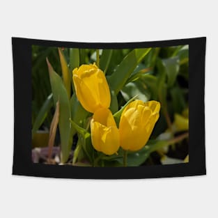 Three Yellow Tulips Tapestry