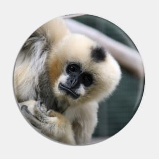 White-Cheeked Gibbon Pin
