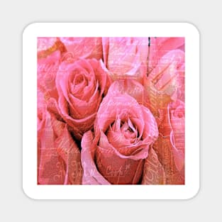 Roses Pink and Pretty Magnet