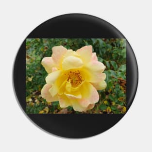 Pastel yellow and pink rose Pin