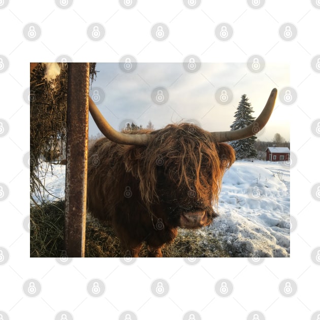 Scottish Highland Cattle Cow 2214 by SaarelaHighland