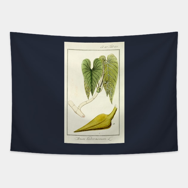 Mature Heartleaf Philodendron - Philodendron hederaceum - Botanical Illustration Tapestry by chimakingthings