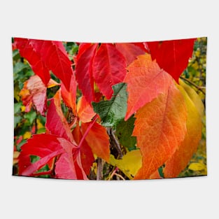 Colors of  Autumn Tapestry