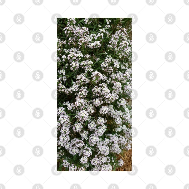 White Alyssum by Qur0w