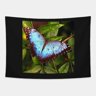 Blue Butterfly Tapestry