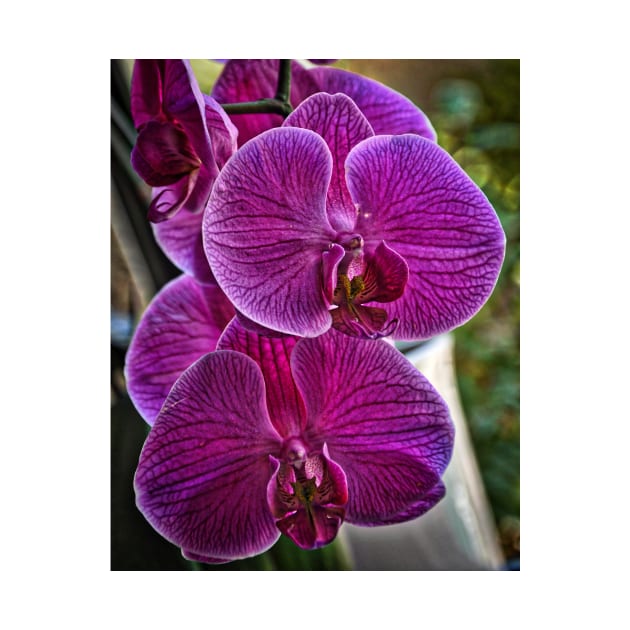 Purple Orchid Bloom by KirtTisdale