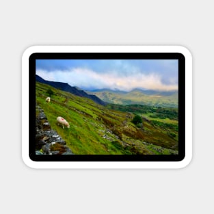 Sheep in Snowdonia Magnet