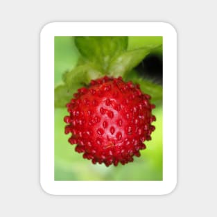 Red berry of Potentilla indica - mock strawberry Magnet