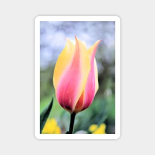 Candy colored single tulip macro Magnet