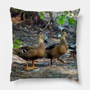 A Crested Mallard Duck Pillow