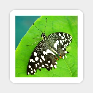 Spotted Butterfly Magnet