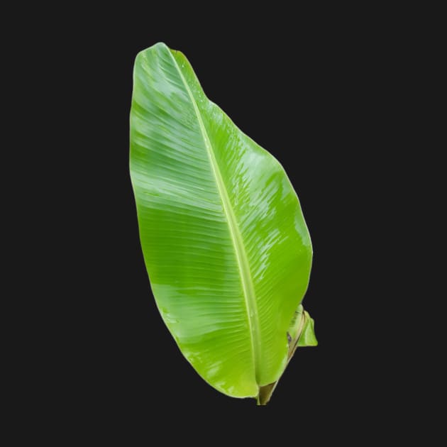 One green banana leaf cut out. by kall3bu