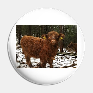 Scottish Highland Cattle Calf 1858 Pin