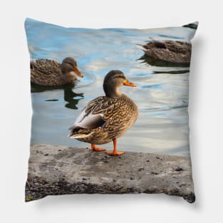 Female Mallard Duck Standing By The Pond Pillow