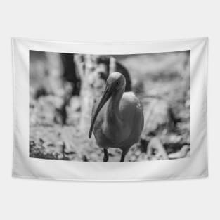 American white ibis black and white Tapestry