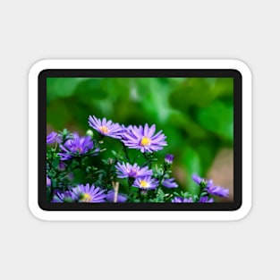 Soft Asters Magnet