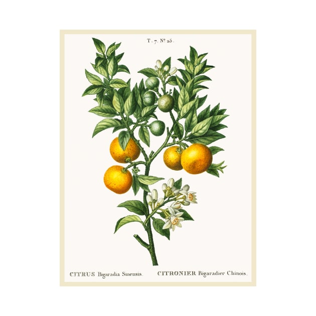 Bitter Sweet Oranges on a Branch by WAITE-SMITH VINTAGE ART