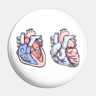 Human Heart Anatomy Illustration Pin