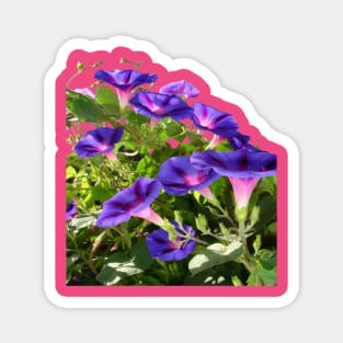 Purple Morning Glory Climbing Plant Vector Art Cut Out Magnet