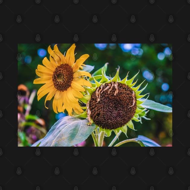 Sunflower Sister Photograph by love-fi