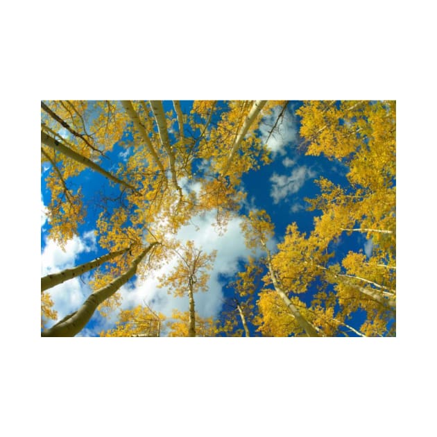 Looking Up At Blue Sky Through A Canopy Of Fall Colored Aspen Trees by RhysDawson