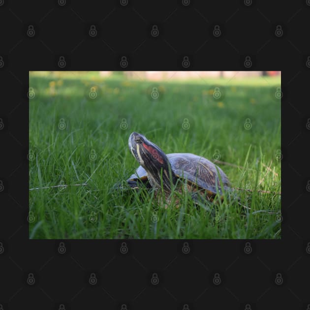 Red Eared Slider Turtle in Grass by Tenpmcreations