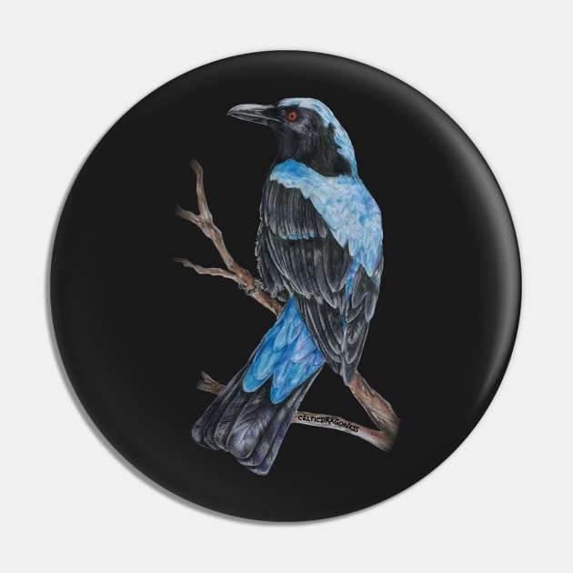 Asian Fairy Bluebird SING FOR SONGBIRDS Pin by CelticDragoness