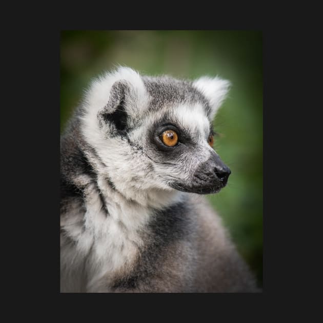 Ring-tailed Lemur Portrait by TonyNorth