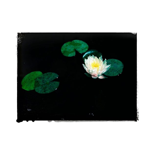 Flower Floating by Nonnutritive Art