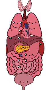 Kawaii Medical Anatomy Organs Magnet