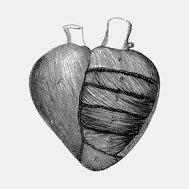 Heart Diagram - Vintage Anatomy by Vintage Anatomy Prints