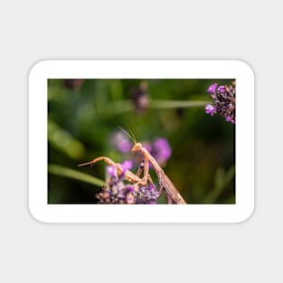 Praying Mantis on Lavender Magnet