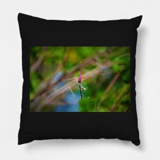 Dragonfly on a Stick 4 Pillow