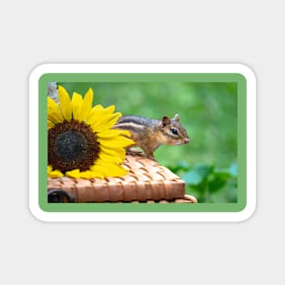 Chipmunk and sunflower Magnet