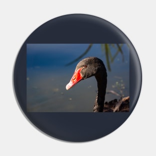 Head and neck of Black swan. Pin