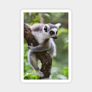 Ring-Tailed Lemur Magnet