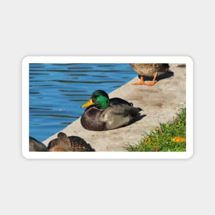 Male Mallard Duck Resting By The Pond Magnet