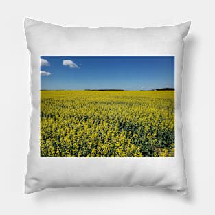 Canola field in bloom Pillow