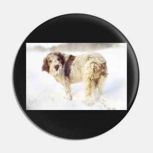 Spinone in a Snowstorm Pin