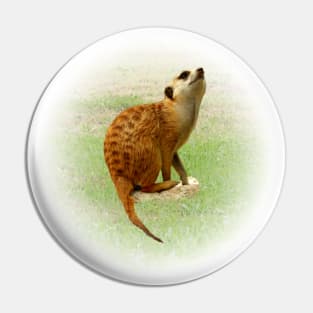 Meerkat Pin