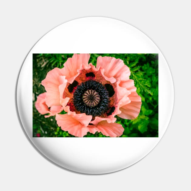 Poppy 3 Pin by Robert Alsop