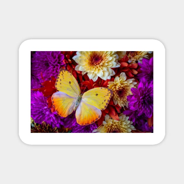 Exotic Yellow Butterfly On Poms Magnet by photogarry