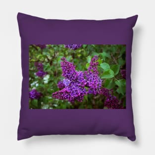 Vivid Purple Lilacs Pillow