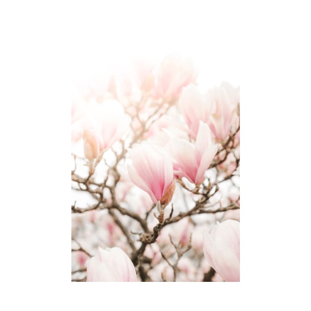 Blooming Magnolia flowers by Melissa Peltenburg Travel Photography