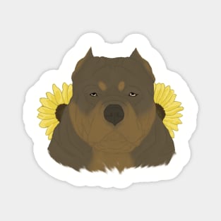 Chocolate Tan American Bully with Sunflowers Magnet