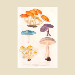 Mushroom species T-Shirt