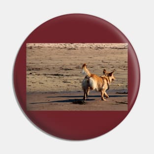 Cute dog enjoying running on a sandy beach Pin