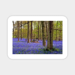 Bluebell Woods Greys Court Oxfordshire UK Magnet