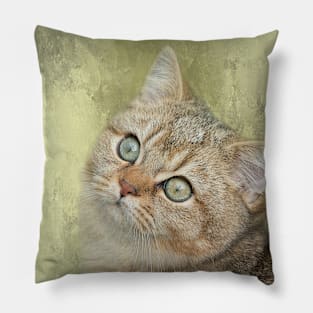 Golden Shaded British Shorthair Cat Pillow