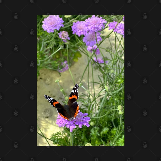 Red Admiral by Graz-Photos